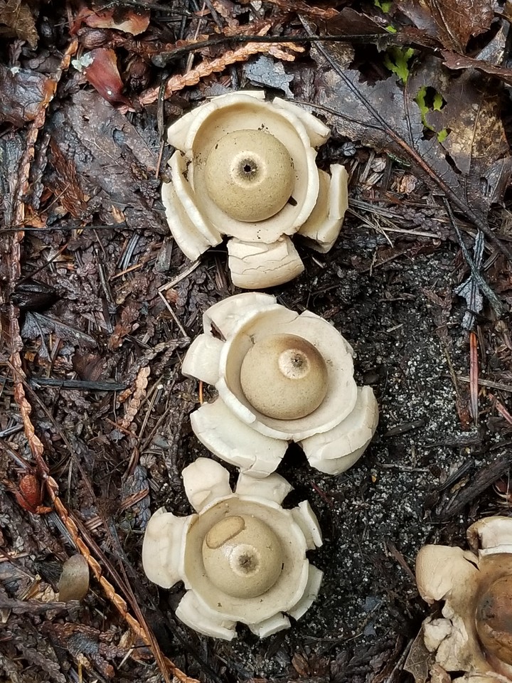 mushrooms