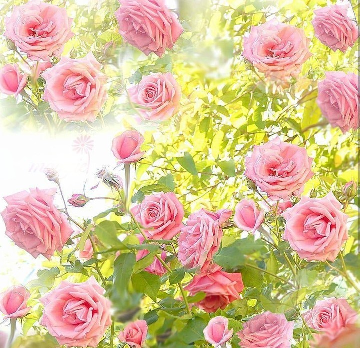 Roses růže