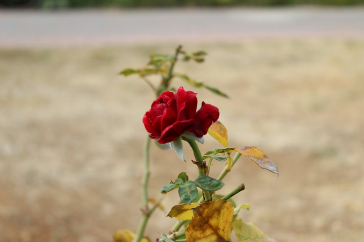 Beautiful red