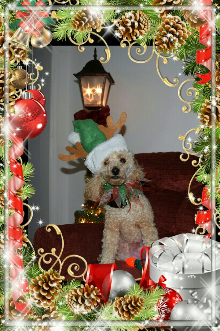 Toby the poodle ready for Christmas