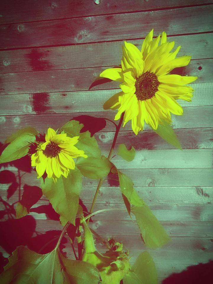 mini sun