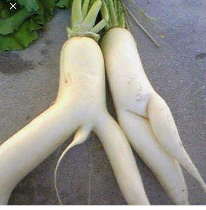 Rettich Duo