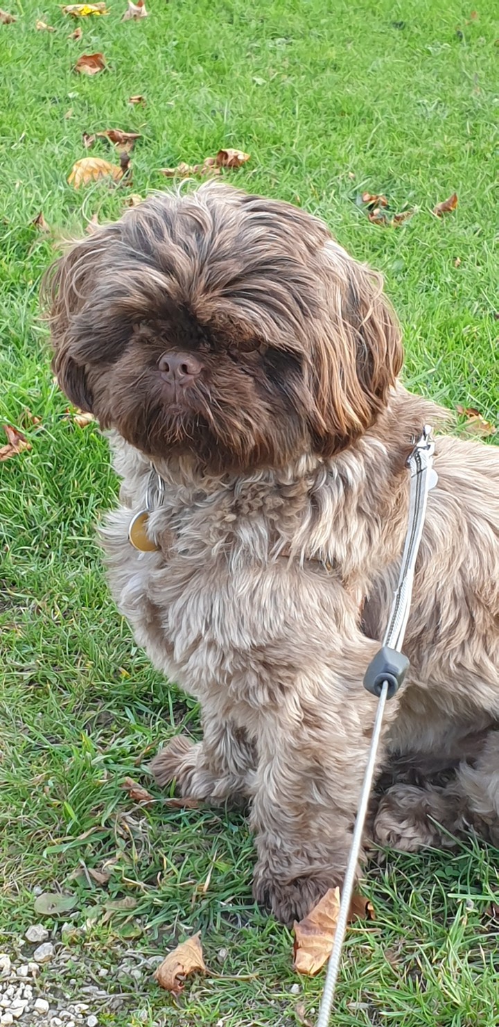 Mr coco looking handsome