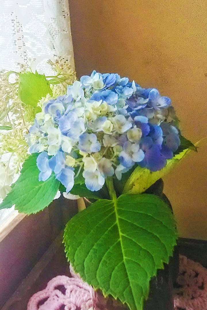hydrangea