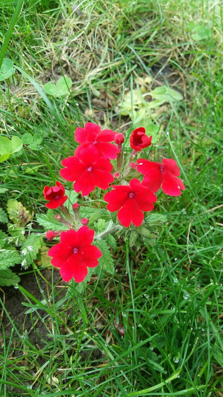 red