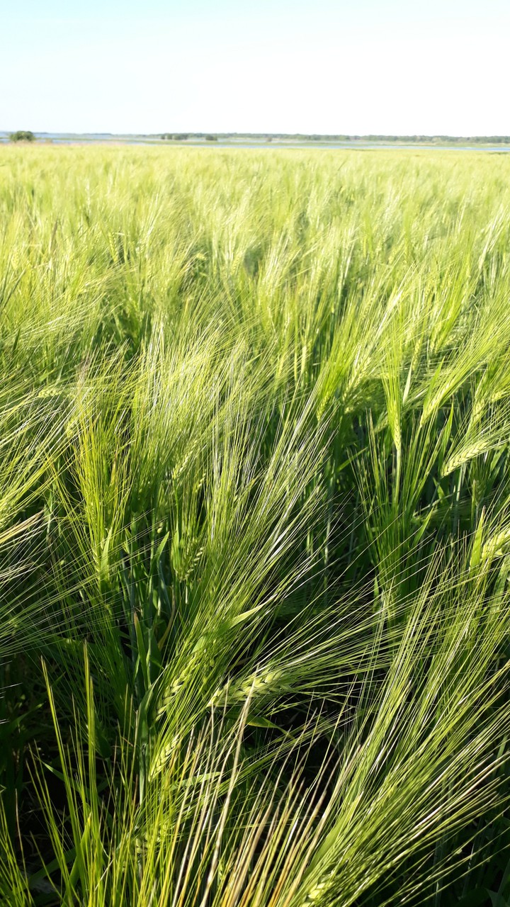 Зеленая рожь