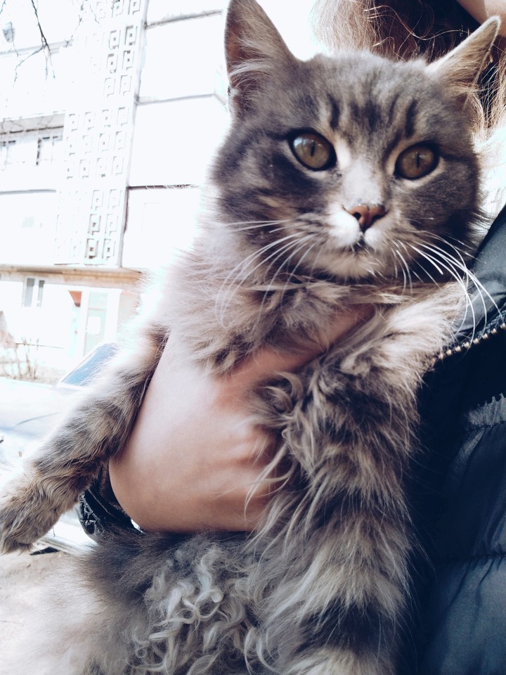 kitten