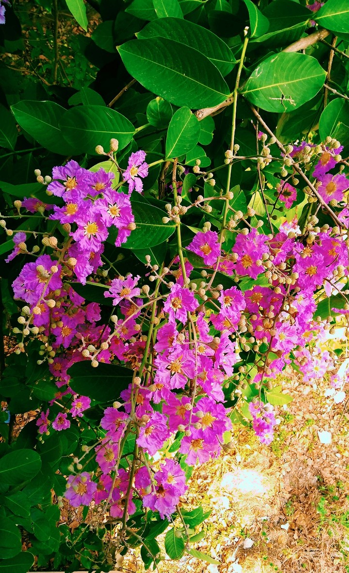 flowers