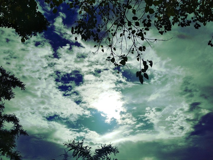 sky leaves