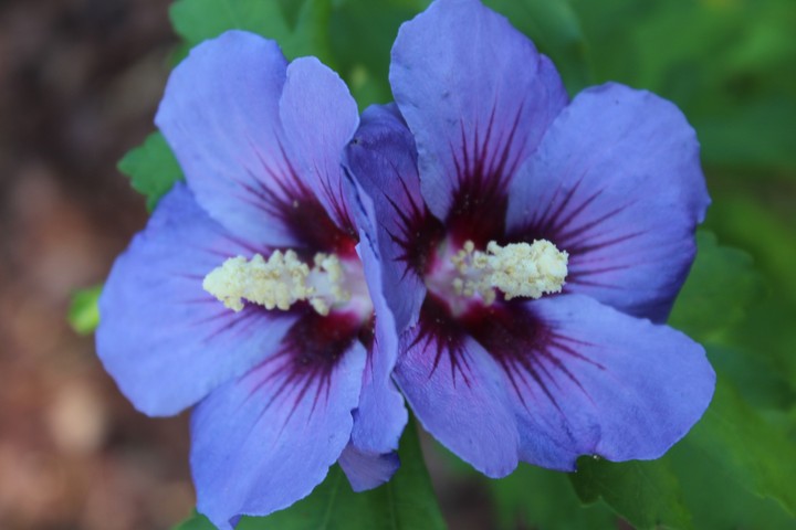 hibiskus
