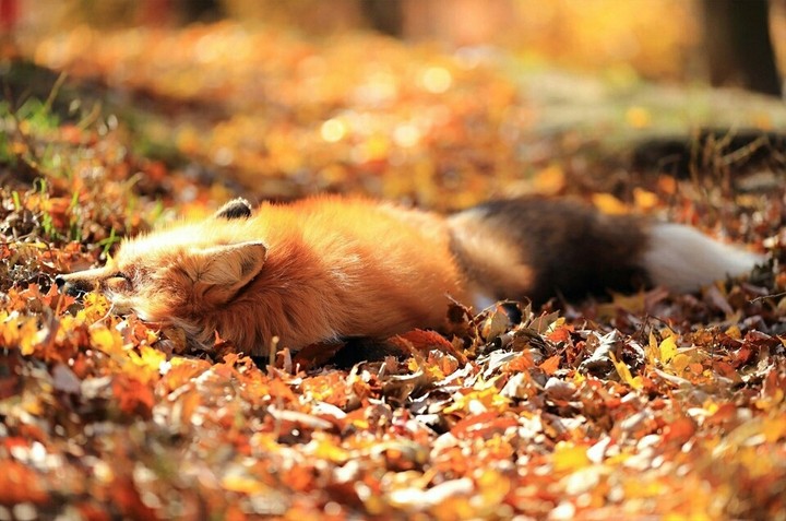 Fox