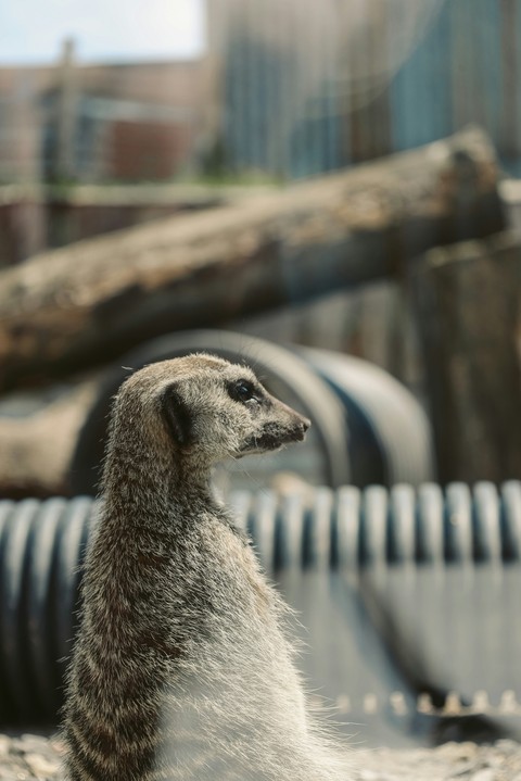 mongoose, fur wallpapers