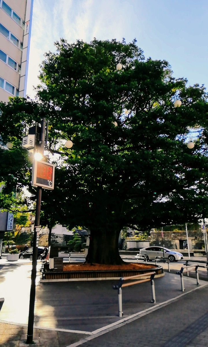 温度計と木