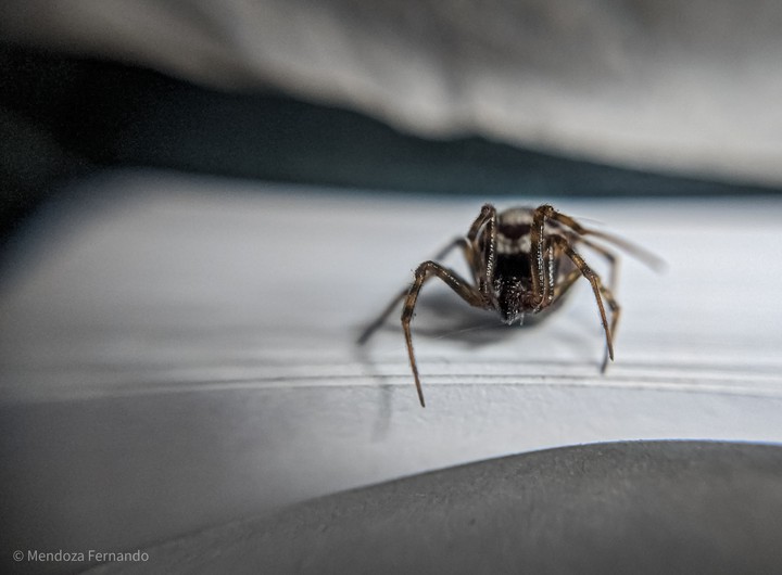 spider