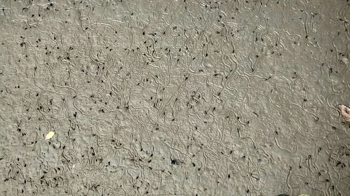 Painting Of Crab On Beach
