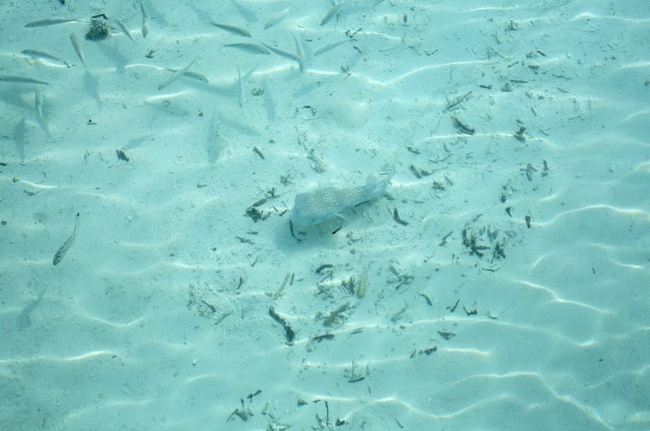 Sea