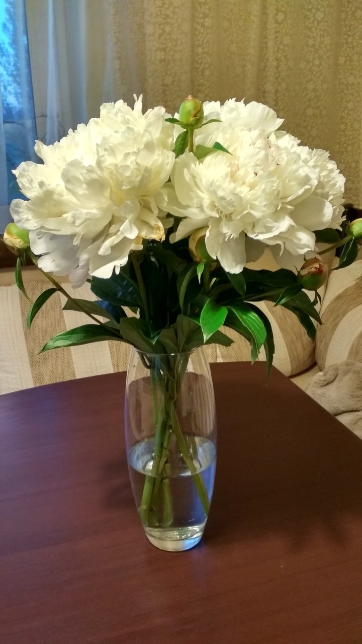 пионы