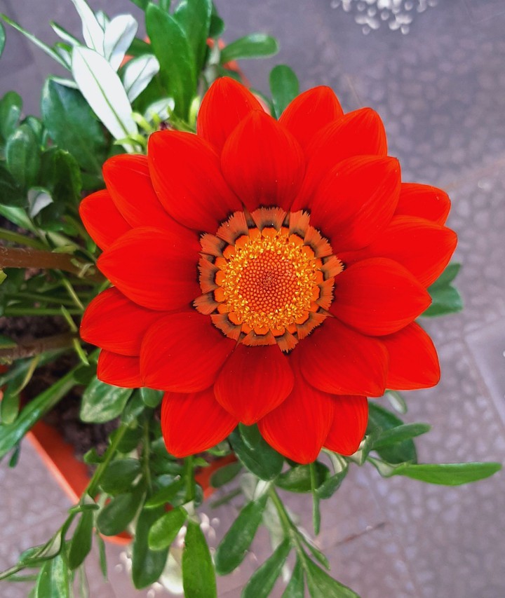 Gazania