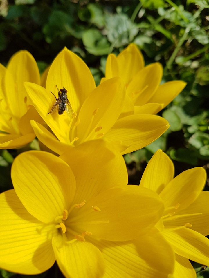 fly on Crocus sativus