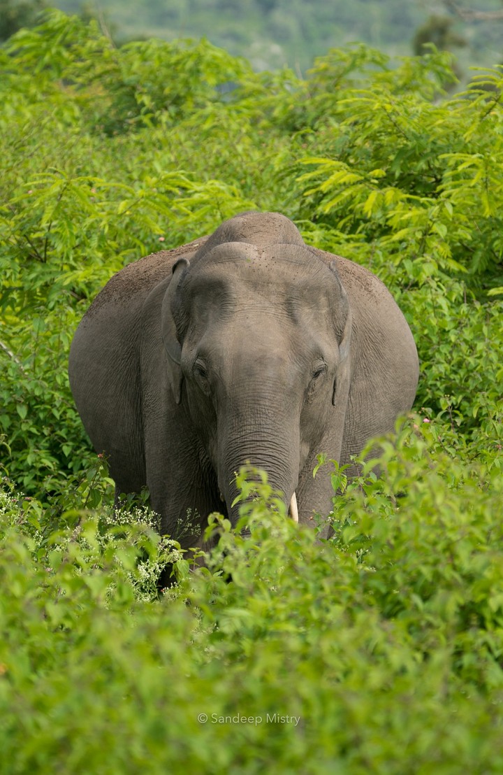 Tusker in the Greens