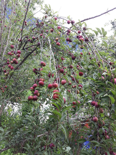 plum