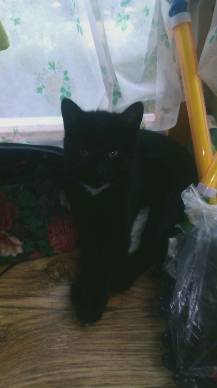 #cat