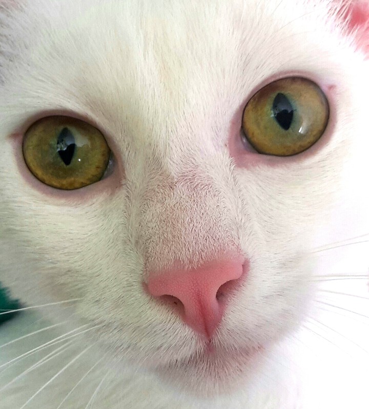 chat