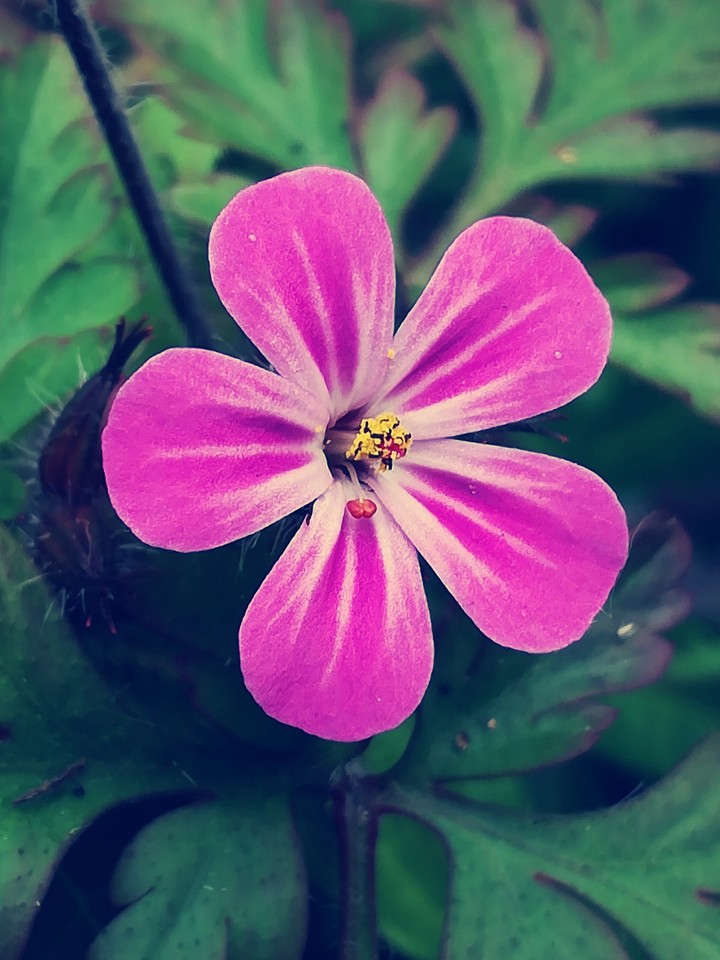 A small flower the size of your fingertip!