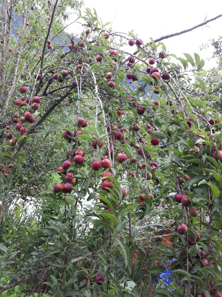 plum