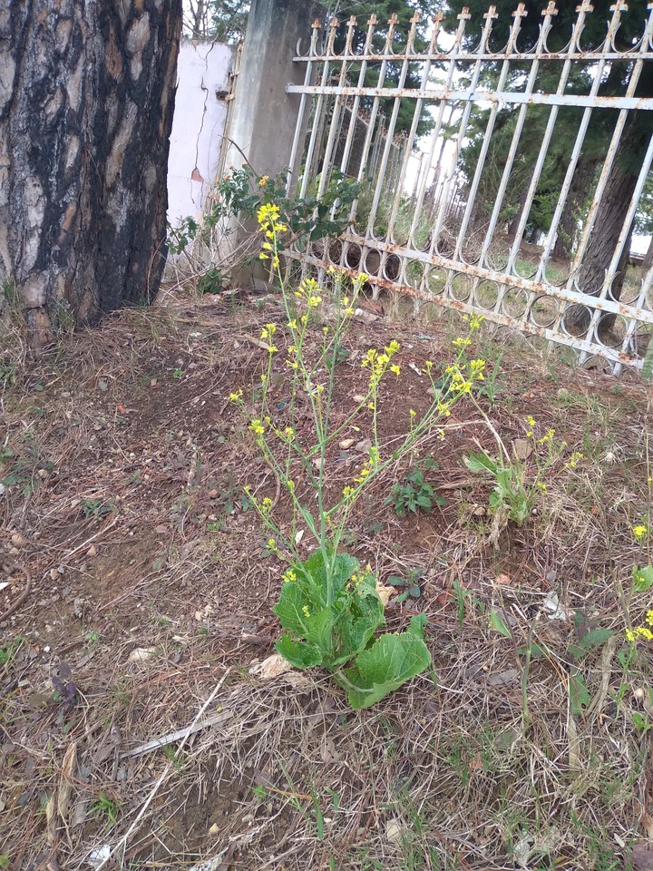 Hoa cải trong xóm
