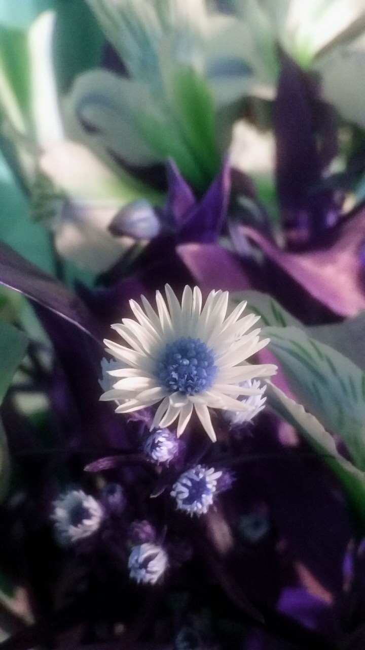 flowers for you