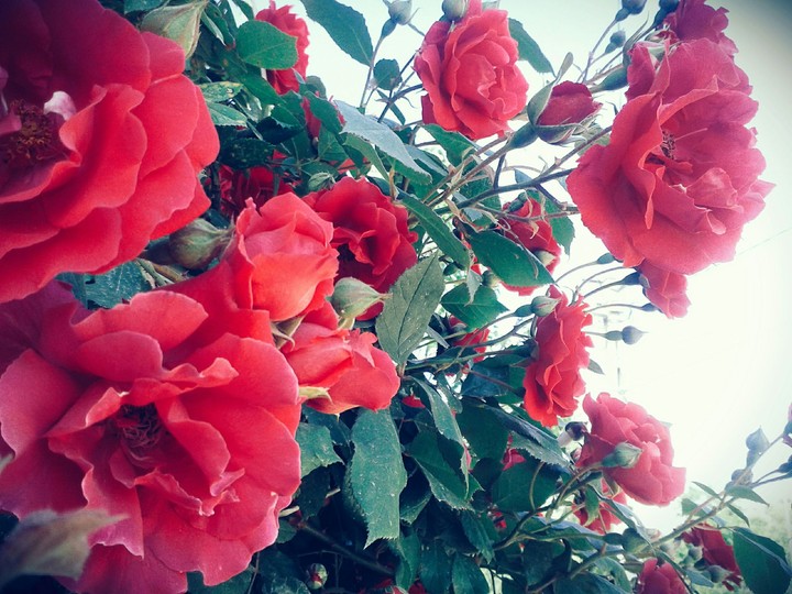 Roses