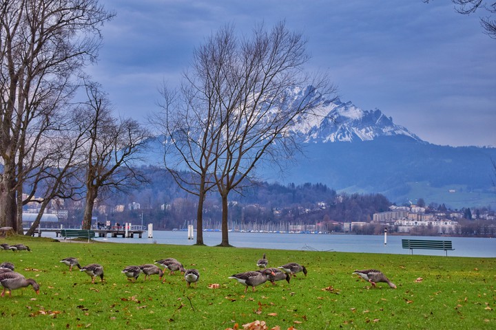 Birds, Lake and Mountain