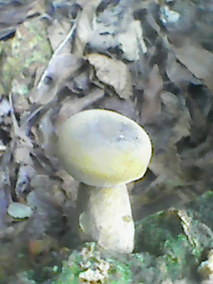 mushroom