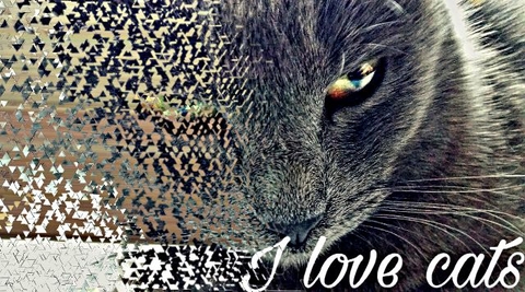 mammal, whiskers Hintergrundbilder