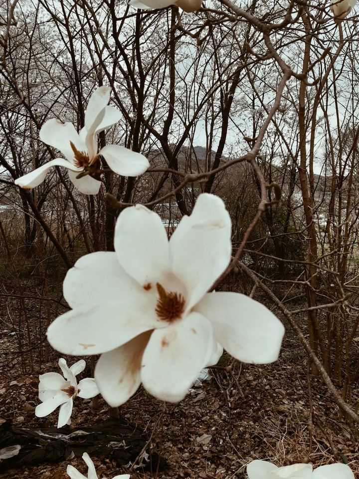목련