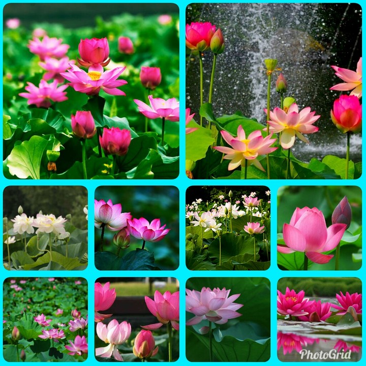 Lotus collection