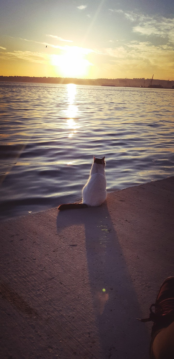 cat sea