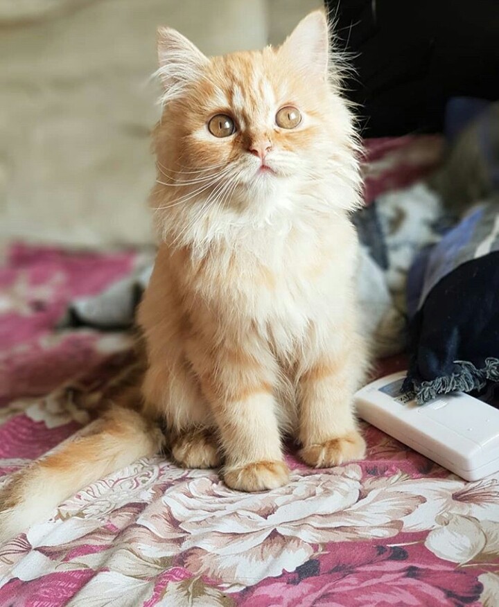 persian cats