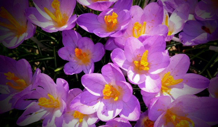 O Flowers O Beautiful Flowers