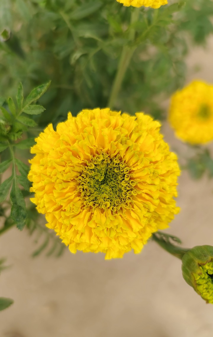 Flower