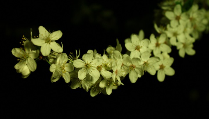 Bloom