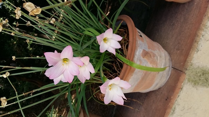 Flowers in Vase
