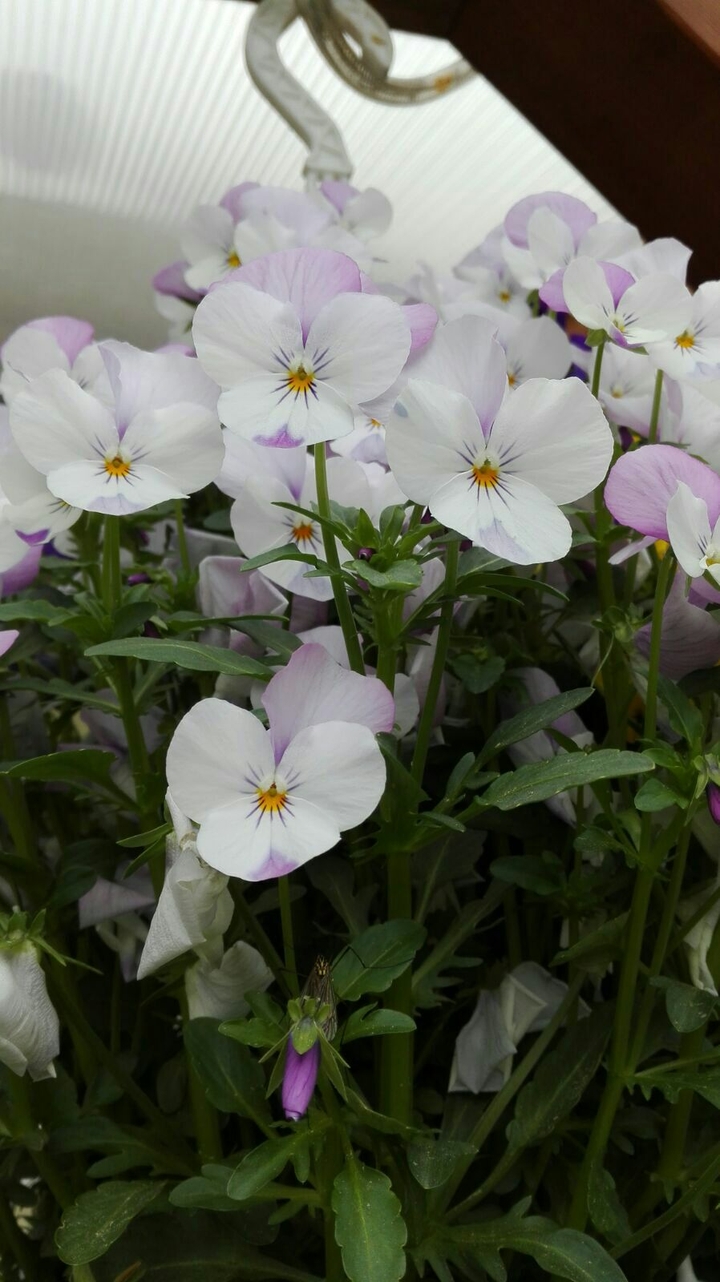 die Blumen  der Freundschaft #