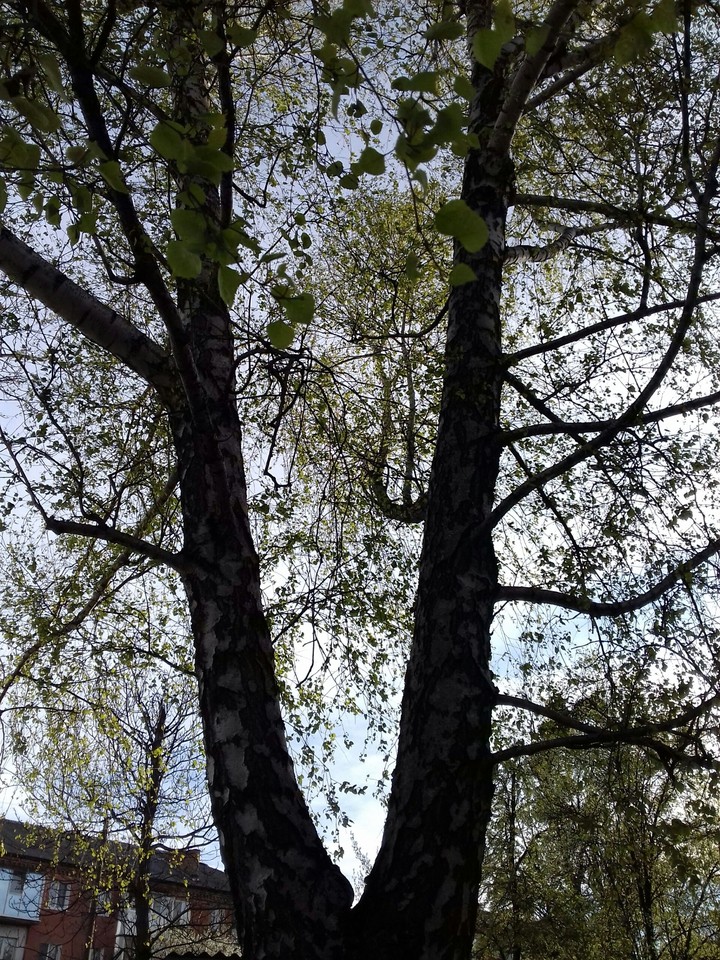 дерево