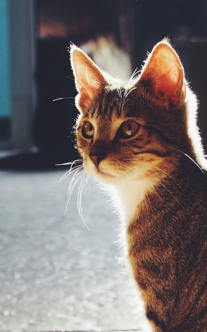 Katze