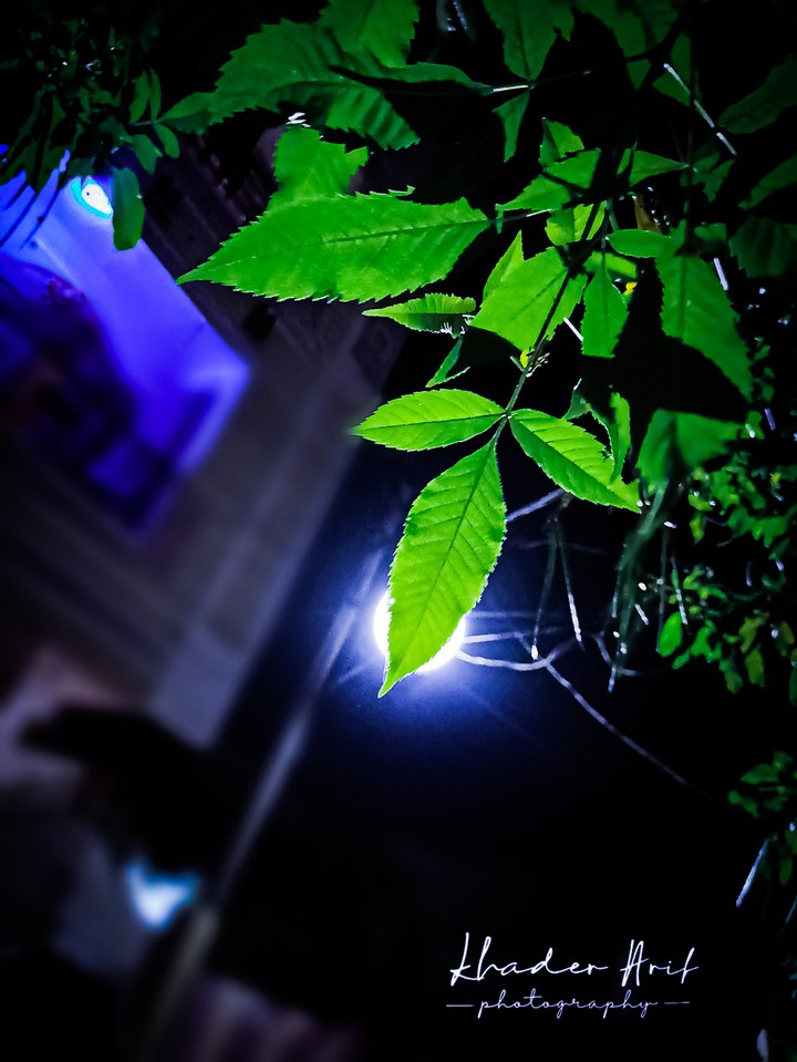 leaf