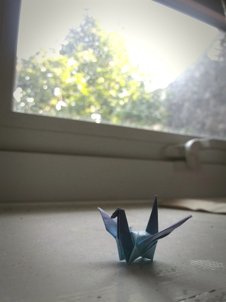 bird