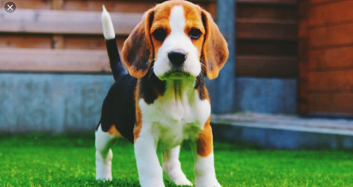 this is my dog: olly