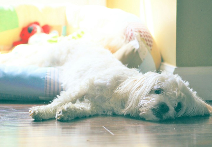 Lazy Dog Days